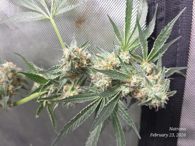 Straw-Trop Cherry Strng Seeds. Week 16