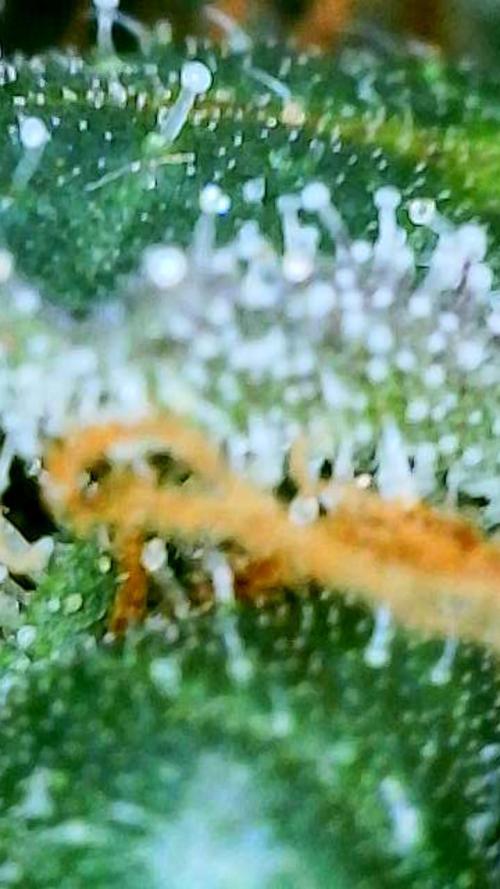 Straw-Trop Cherry Strng Seeds. Week 16