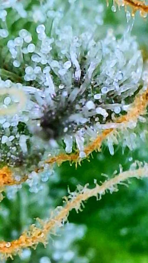 Straw-Trop Cherry Strng Seeds. Week 16