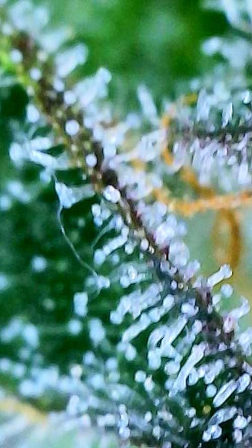 Straw-Trop Cherry Strng Seeds. Week 16