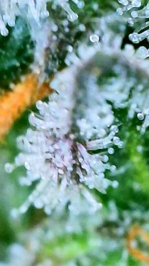 Straw-Trop Cherry Strng Seeds. Week 16