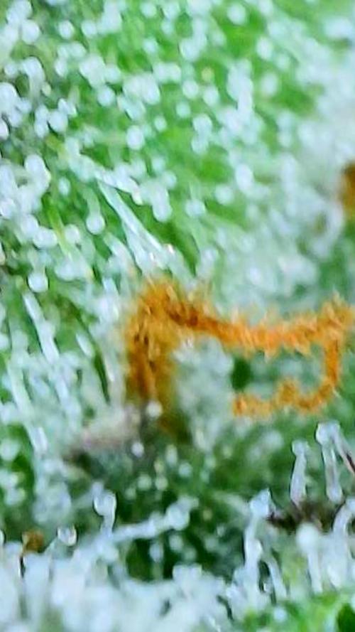 Straw-Trop Cherry Strng Seeds. Week 16