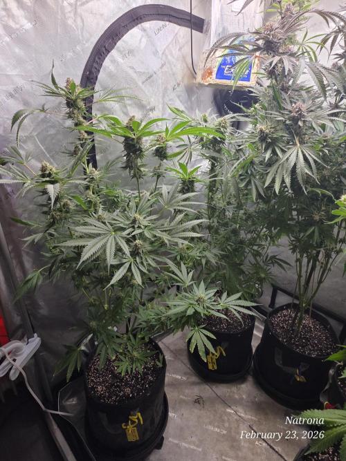 Straw-Lectric Lemonade Strng Seeds. Week 16