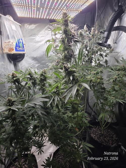 Straw-Lectric Lemonade Strng Seeds. Week 16