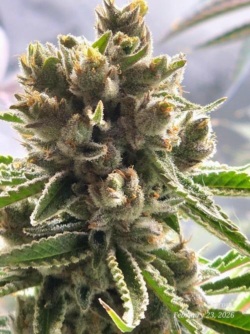 Straw-Lectric Lemonade Strng Seeds. Week 16