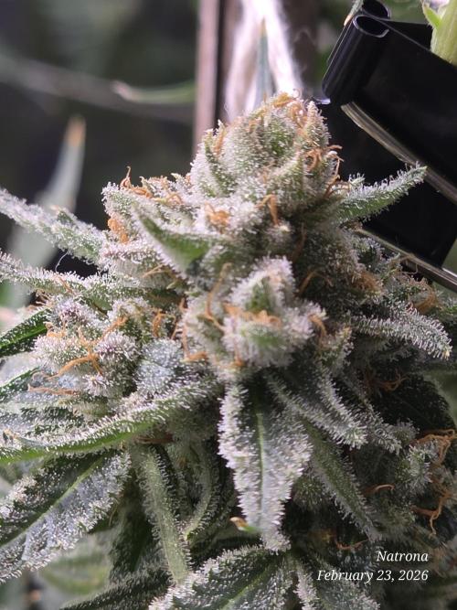 Straw-Lectric Lemonade Strng Seeds. Week 16