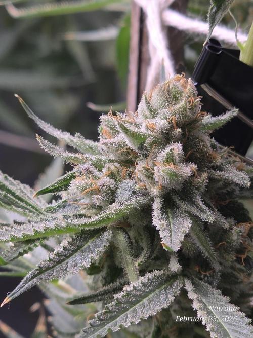 Straw-Lectric Lemonade Strng Seeds. Week 16