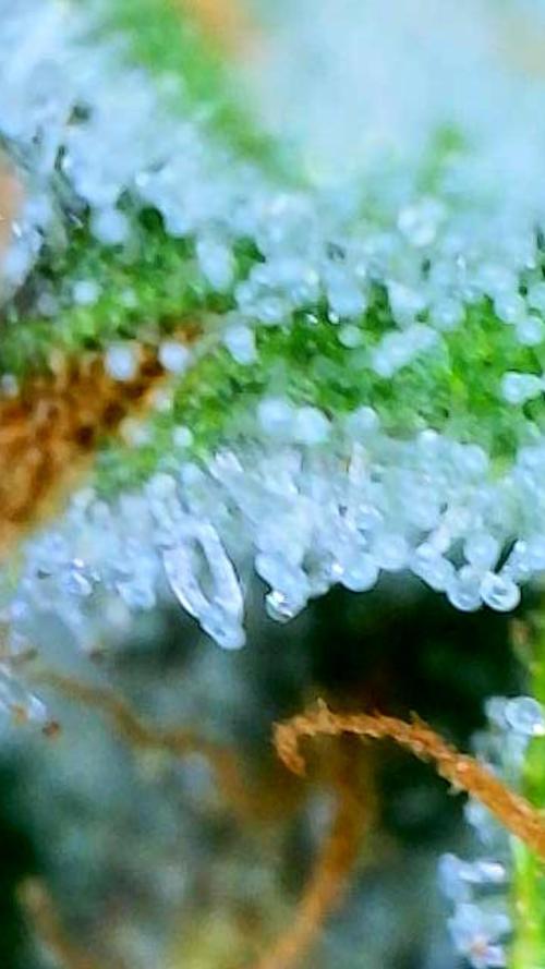 Straw-Lectric Lemonade Strng Seeds. Week 16