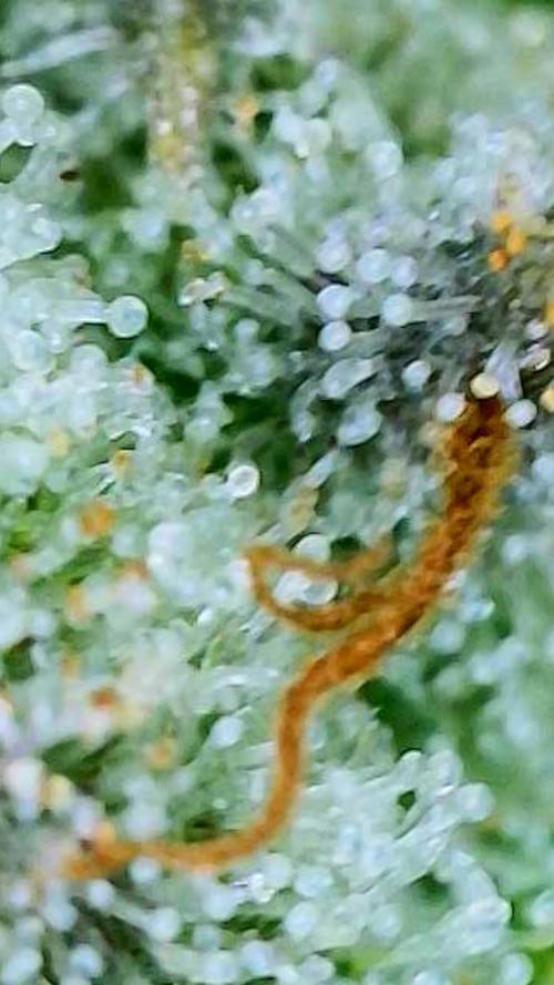 Straw-Lectric Lemonade Strng Seeds. Week 16