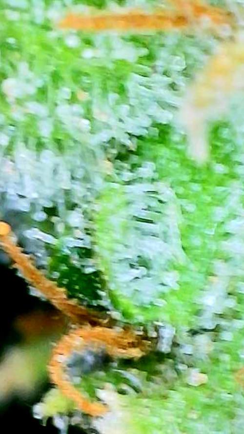 Straw-Lectric Lemonade Strng Seeds. Week 16