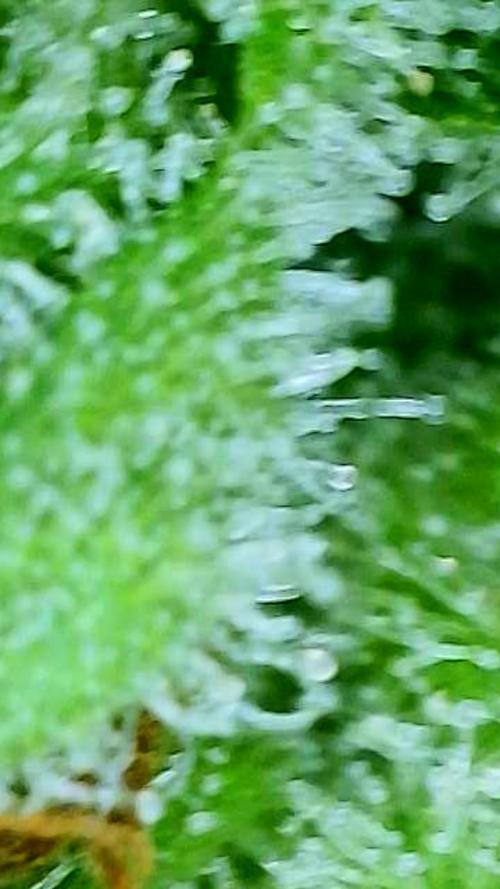 Straw-Lectric Lemonade Strng Seeds. Week 16