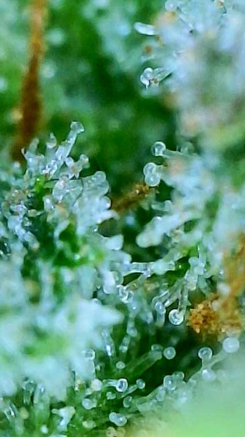 Straw-Lectric Lemonade Strng Seeds. Week 16