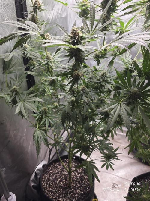 Straw-Lectric Lemonade Strng Seeds. Week 16
