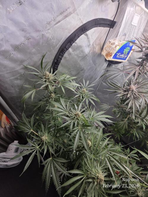 Straw-Lectric Lemonade Strng Seeds. Week 16