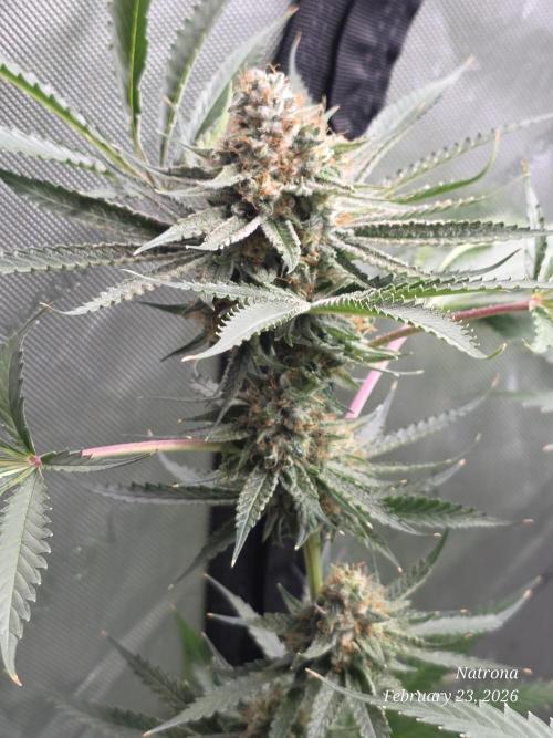 Straw-Lectric Lemonade Strng Seeds. Week 16