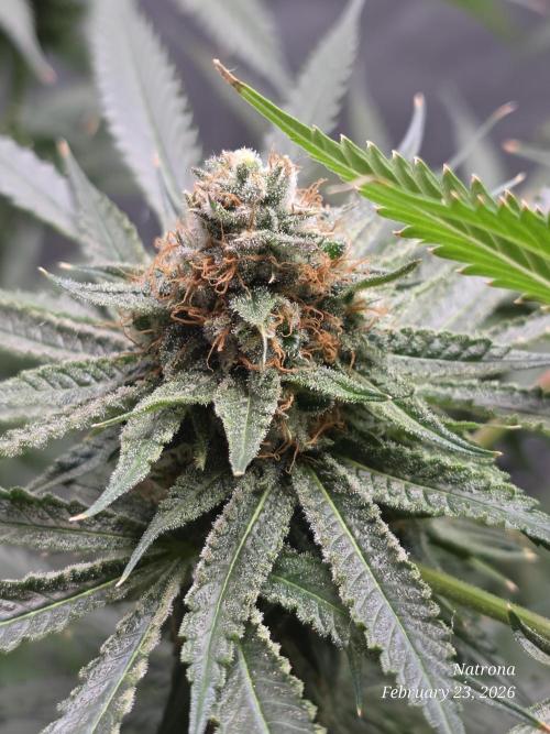 Straw-Lectric Lemonade Strng Seeds. Week 16