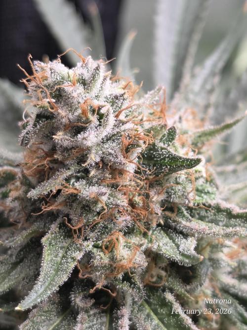 Straw-Lectric Lemonade Strng Seeds. Week 16
