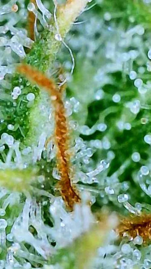 Straw-Lectric Lemonade Strng Seeds. Week 16