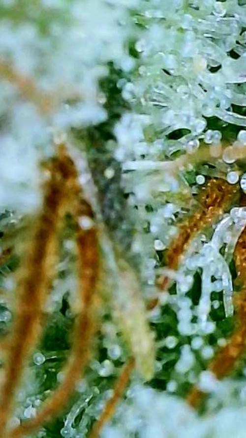 Straw-Lectric Lemonade Strng Seeds. Week 16