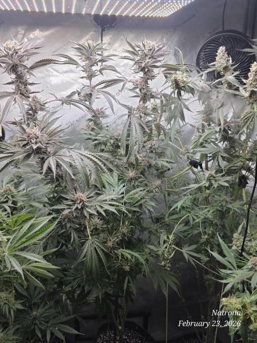 Strawberry Cadillac-Strng Seeds. Week 16 -  S Cadillac 2