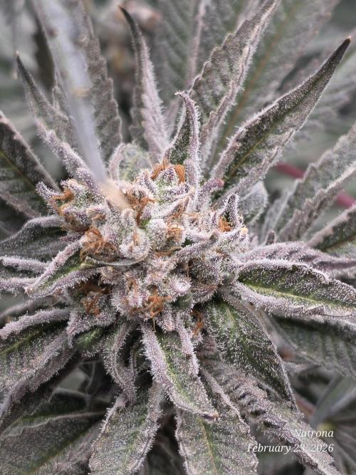 Strawberry Cadillac-Strng Seeds. Week 16
