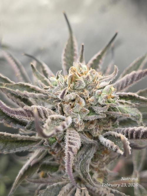 Strawberry Cadillac-Strng Seeds. Week 16