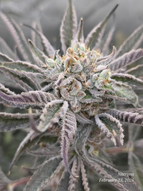 Strawberry Cadillac-Strng Seeds. Week 16