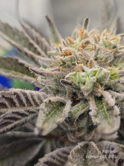 Strawberry Cadillac-Strng Seeds. Week 16