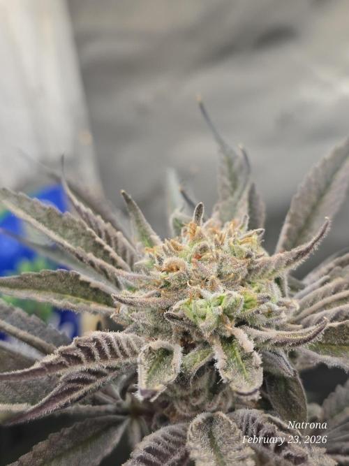 Strawberry Cadillac-Strng Seeds. Week 16