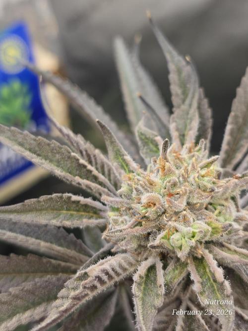 Strawberry Cadillac-Strng Seeds. Week 16