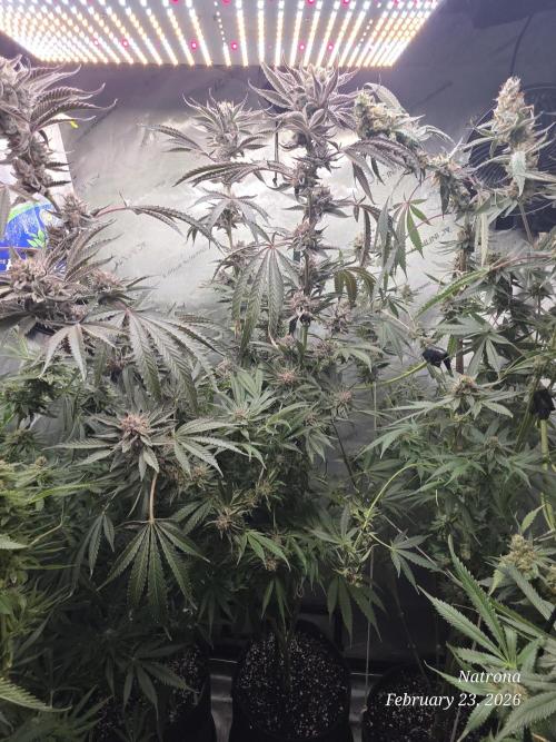 Strawberry Cadillac-Strng Seeds. Week 16