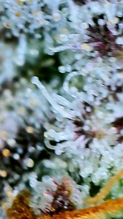 Strawberry Cadillac-Strng Seeds. Week 16