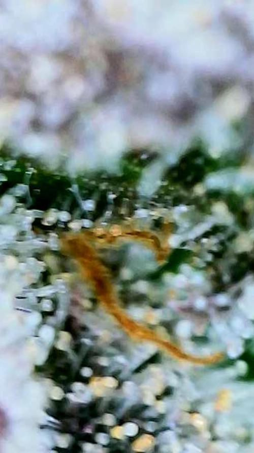 Strawberry Cadillac-Strng Seeds. Week 16