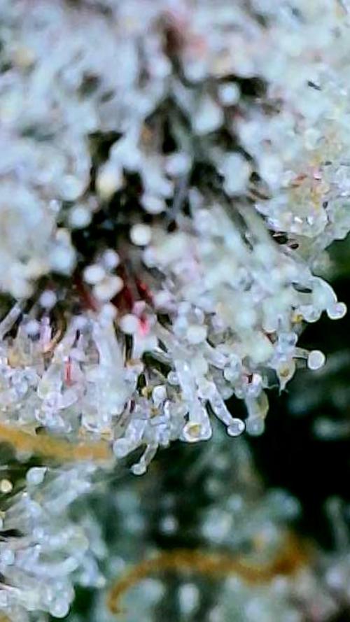 Strawberry Cadillac-Strng Seeds. Week 16