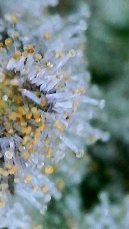 Strawberry Cadillac-Strng Seeds. Week 16