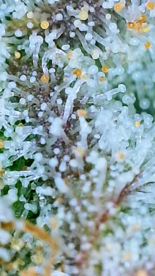 Strawberry Cadillac-Strng Seeds. Week 16