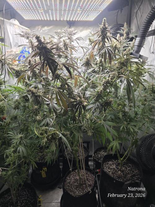 Strawberry Cadillac-Strng Seeds. Week 16 - S Cadillac 1