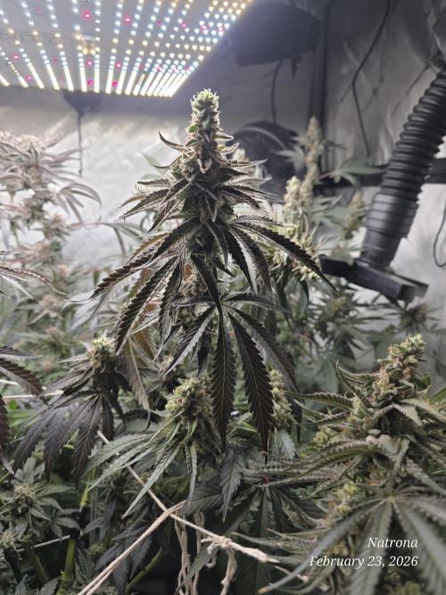 Strawberry Cadillac-Strng Seeds. Week 16