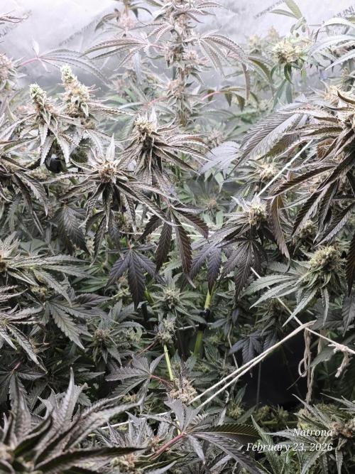 Strawberry Cadillac-Strng Seeds. Week 16