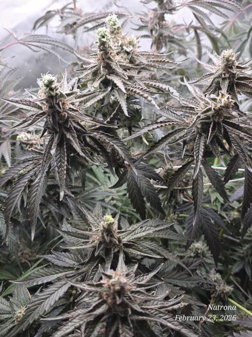 Strawberry Cadillac-Strng Seeds. Week 16