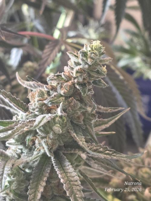 Strawberry Cadillac-Strng Seeds. Week 16