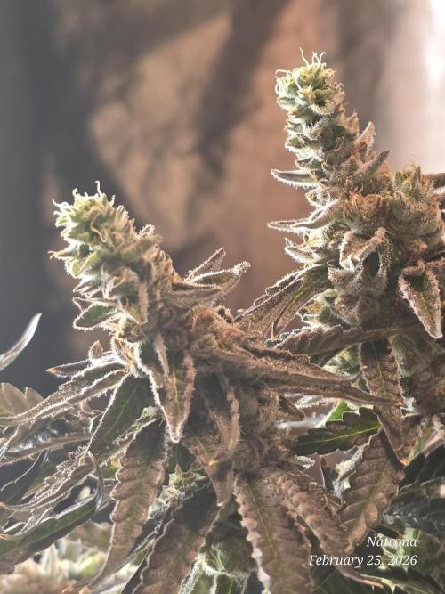 Strawberry Cadillac-Strng Seeds. Week 16