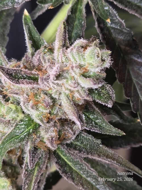 Strawberry Cadillac-Strng Seeds. Week 16