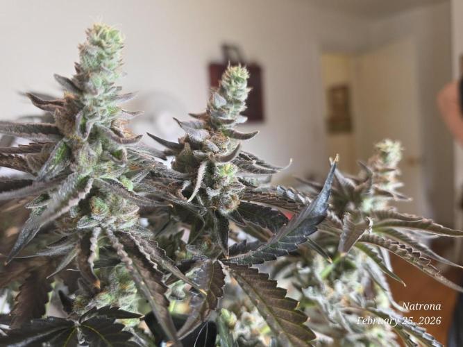 Strawberry Cadillac-Strng Seeds. Week 16