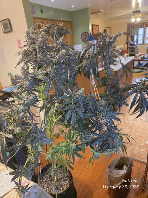 Strawberry Cadillac-Strng Seeds. Week 16