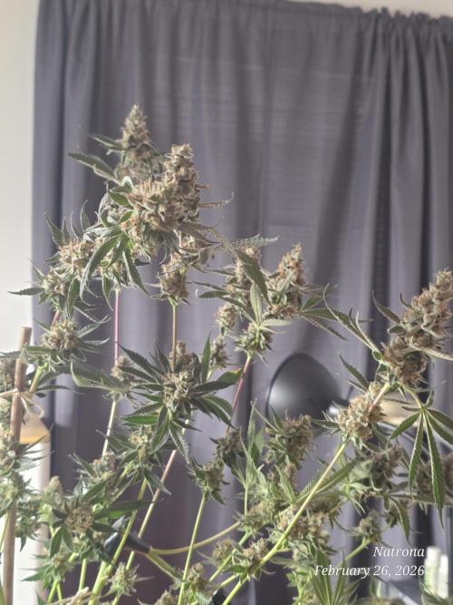 Strawberry Cadillac-Strng Seeds. Week 16