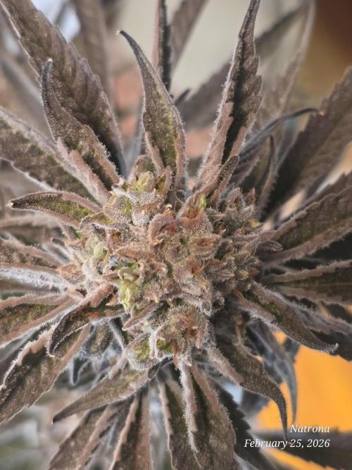Strawberry Cadillac-Strng Seeds. Week 16