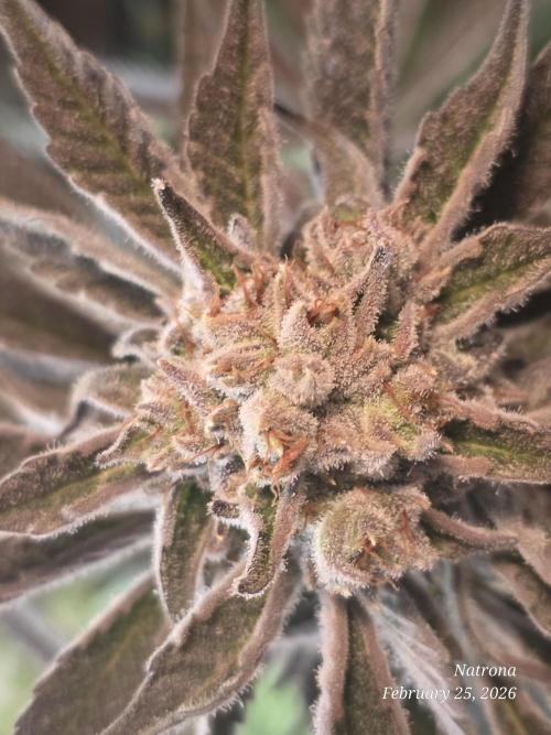 Strawberry Cadillac-Strng Seeds. Week 16