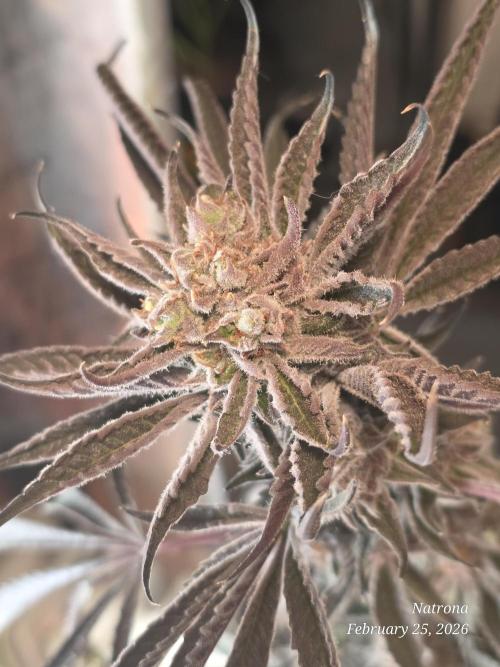 Strawberry Cadillac-Strng Seeds. Week 16