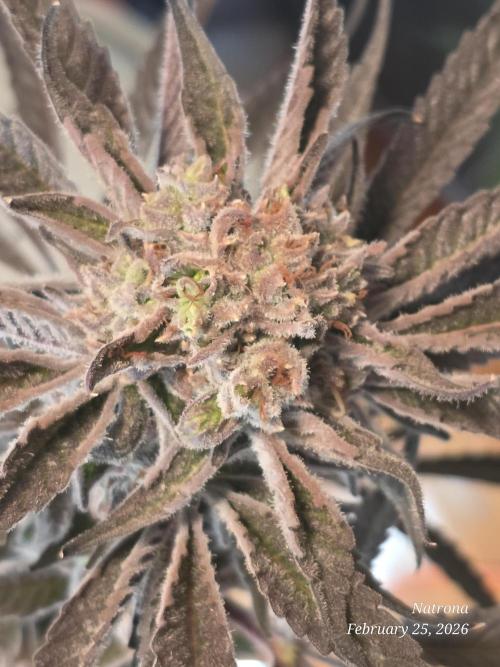 Strawberry Cadillac-Strng Seeds. Week 16